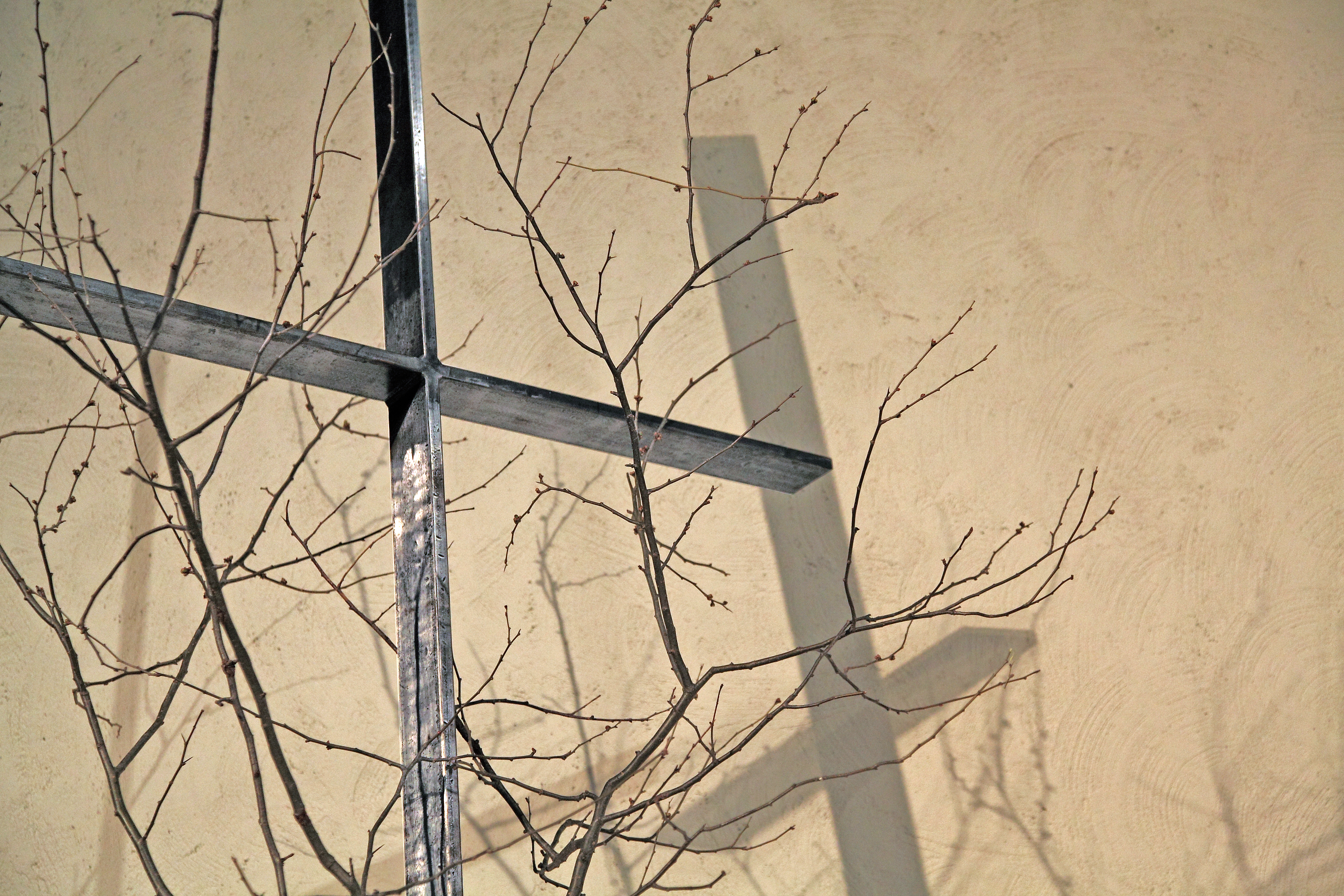 IMG_762211_0328 cchw cross lenten vines